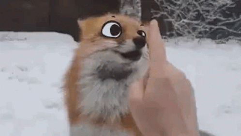Fox being booped